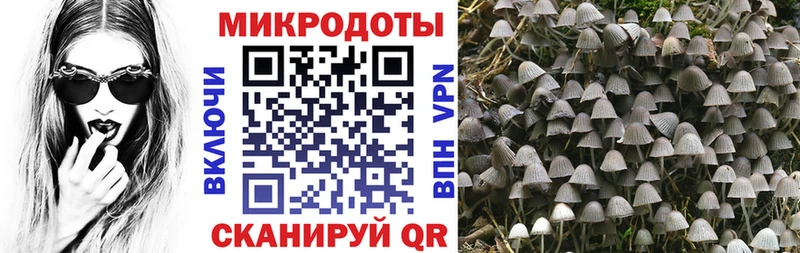 Псилоцибиновые грибы Cubensis  Купить где  Бутурлиновка 